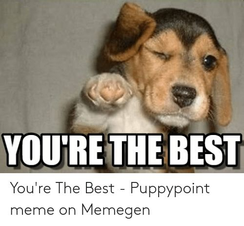 Meme Youre The Best Cute Puppy Meme You re Awesome Puppy Meme