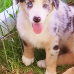 Shamrock Rose Aussies Welcome To Shamrock Rose Aussies We