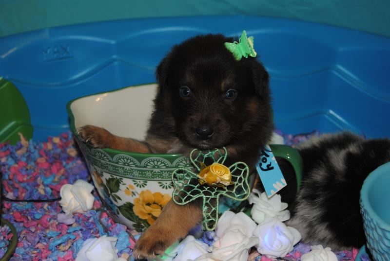 Shamrock Rose Aussies Welcome To Shamrock Rose Aussies We 