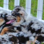 Shamrock Rose Aussies Welcome To Shamrock Rose Aussies We