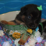 Shamrock Rose Aussies Welcome To Shamrock Rose Aussies We